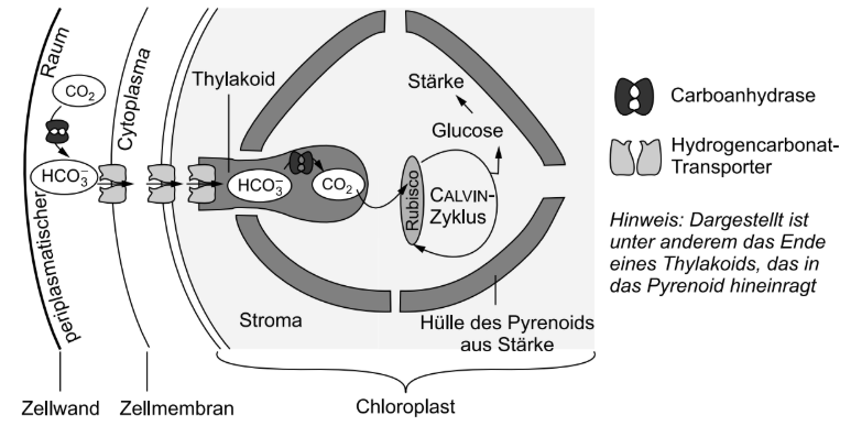 Schema der Kohlenstofffixierung im Chloroplasten mit Pyrenoid, Thylakoid und Calvin-Zyklus.